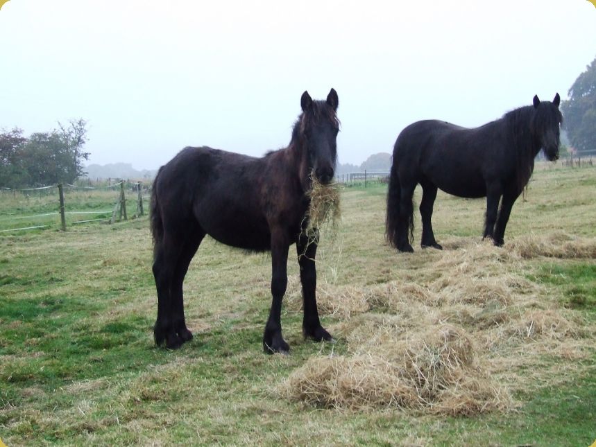 Castledales Penny Black