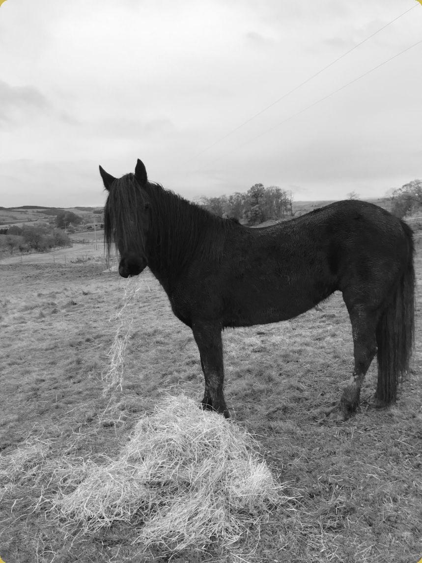 Castledales Grace